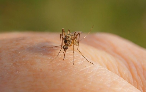 Mosquito on a palm