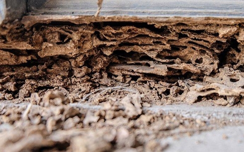 Termite damage