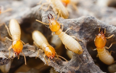 Termites