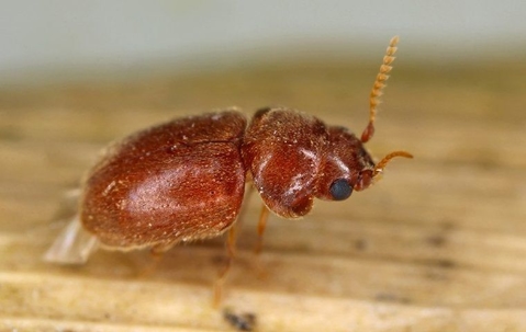 pantry pest