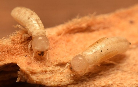 Termite