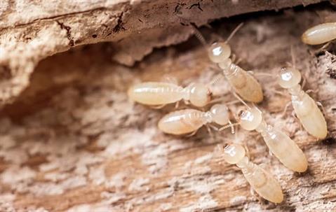 Termites