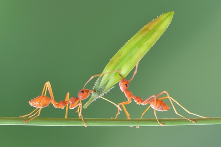 Ants with a Leaf