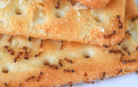 Ants on a cracker