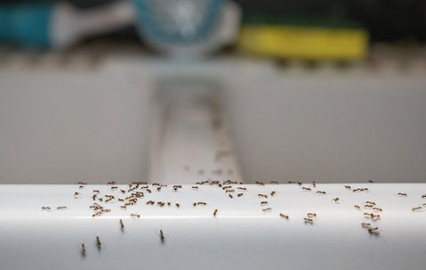 Ants on a sink