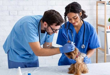 Farms/Veterinarian Offices